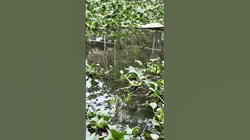 Dậy đi câu thôi nào các đồng chí #caucatunhien #fishing #caucathugian