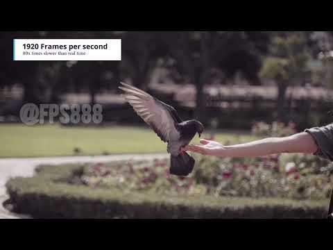 Slow Motion Test Comparison - From 24 FPS to 7680 FPS