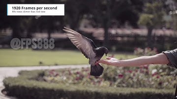 Slow Motion Test Comparison - From 24 FPS to 7680 FPS