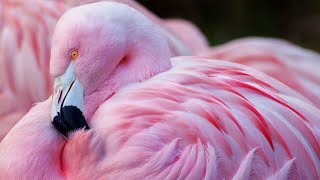 Именно здесь фламинго приобретают свой розовый цвет | Странные факты о фламинго / почему фламинго розовые