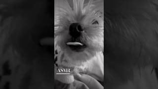 Puppy Asmr