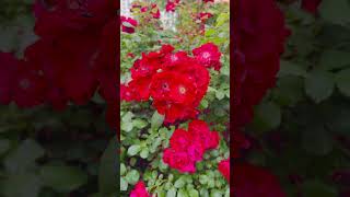 RED ROSES in the Garden #roselover #naturebeauty #emynature #shortvideo #subscribe 🙏❤️