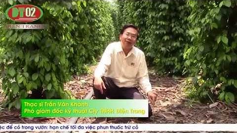[Phần 2] ĐIỀN TRANG - CHUYÊN ĐỀ KỸ THUẬT NÔNG NGHIỆP _ Hiệu quả việc để cỏ trong vườn tiêu