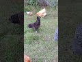 las gallinas son muy bellas!!