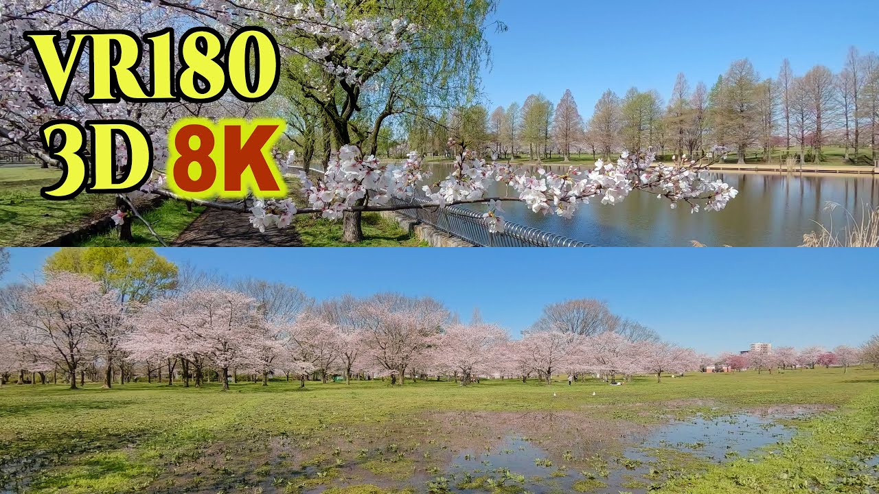 8K 3D VR180 ] 舎人公園（東京都足立区）の桜 Cherry blossoms