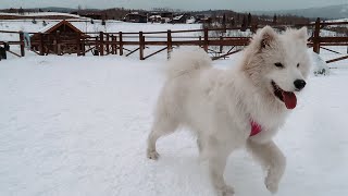 Samoyed Sees Snow For First Time