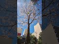 Ipê Branco Florido - Centro Goiânia #ipê #ipêflorido #ipêbranco #goiania #centrogoiania #goias