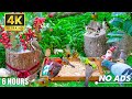 Engaging Cat TV for the Holidays 😸 Birds & Squirrels on a Winter Garden Wall 🐿️ No Ads 4K