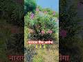 नारायण मिल जाएगा 🥀 #shortfeed #shorts #trendingshorts #trendingvideo #ytshorts #youtubeshorts