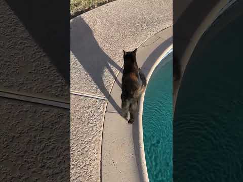 Cat jokes with
