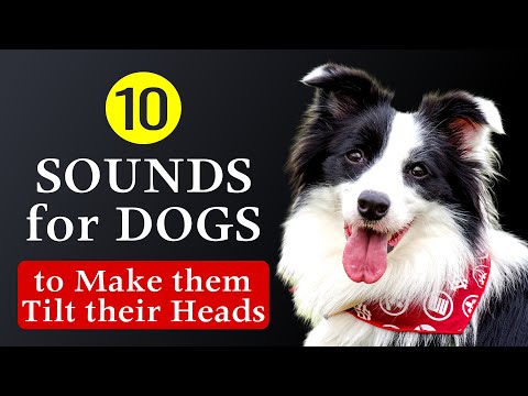 🐶 10 SOUNDS