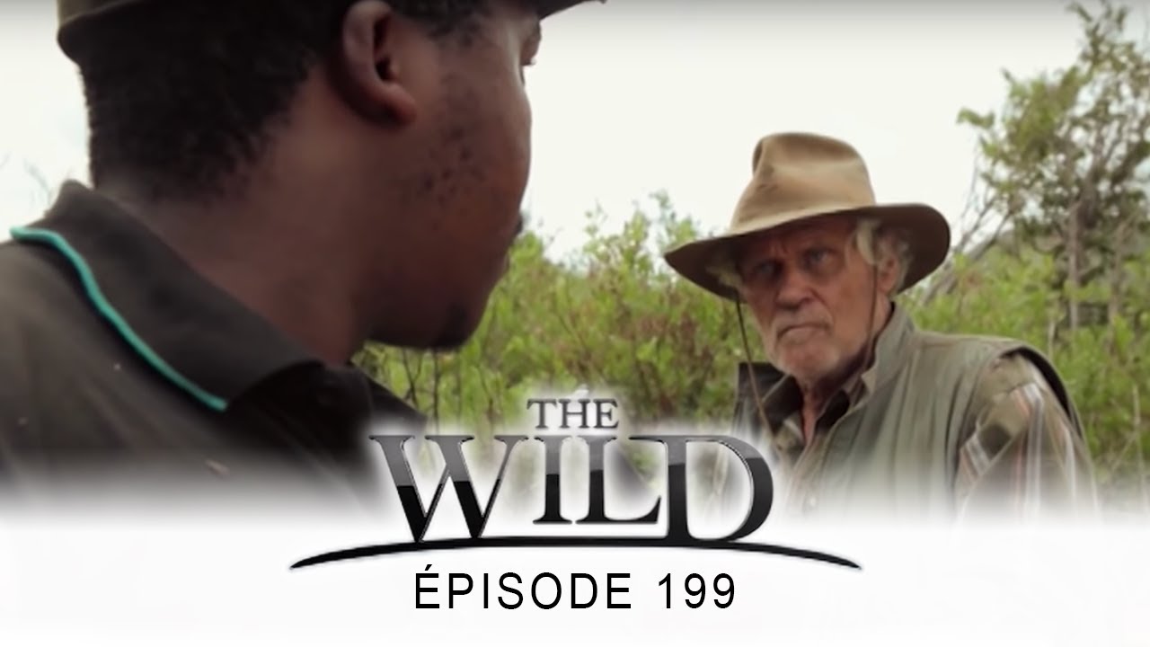 Film Wild En Francais The Wild - épisode 199 - Complet en français - HD 1080 - YouTube