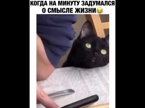 Кот задумался о