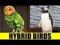 Hybrid birds  animals that dont exist