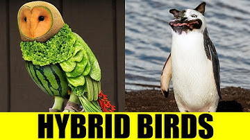 HYBRID BIRDS - Animals That Don