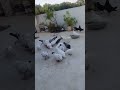 Pigeon💕love #pigeon #pigeonlover #pigeonhouse #birds #amaran #saipallavi #naturallife #nature #love