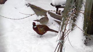 Фазани вдома взимку / Domesticated pheasant #birds #village #ukraine