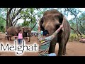 Magical melghat   the story of melghat tiger reserve  elephant safari  hindi  part 1  4k