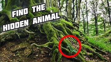 "Find the Hidden Animal Quiz! 🐻🔍 Test Your Observation skills!"