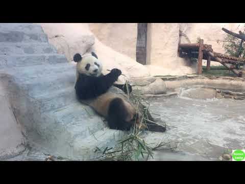 ПАНДА Милая Кунг фу Панда МОСКОВСКИЙ ЗООПАРК Panda The Moscow Zoo