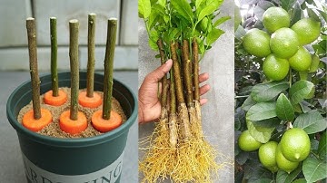 Propagation of lemon with carrots took root like crazy after 1 night