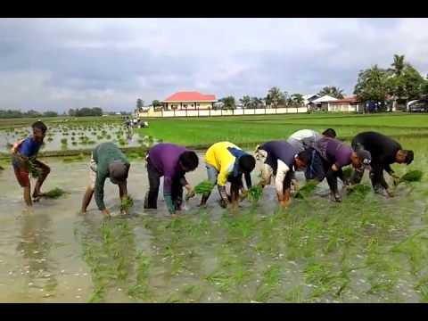 Sianing Rice More Fun In The Philippines: The Singing Rice Planters / Farmers - YouTube