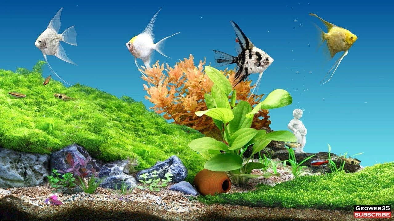 Aqua Garden Deluxe Aquarium Screensaver Freshwater Fish