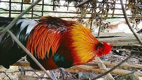 qaib qus qaib dib zoo nkauj kawg li nyiam nus tau