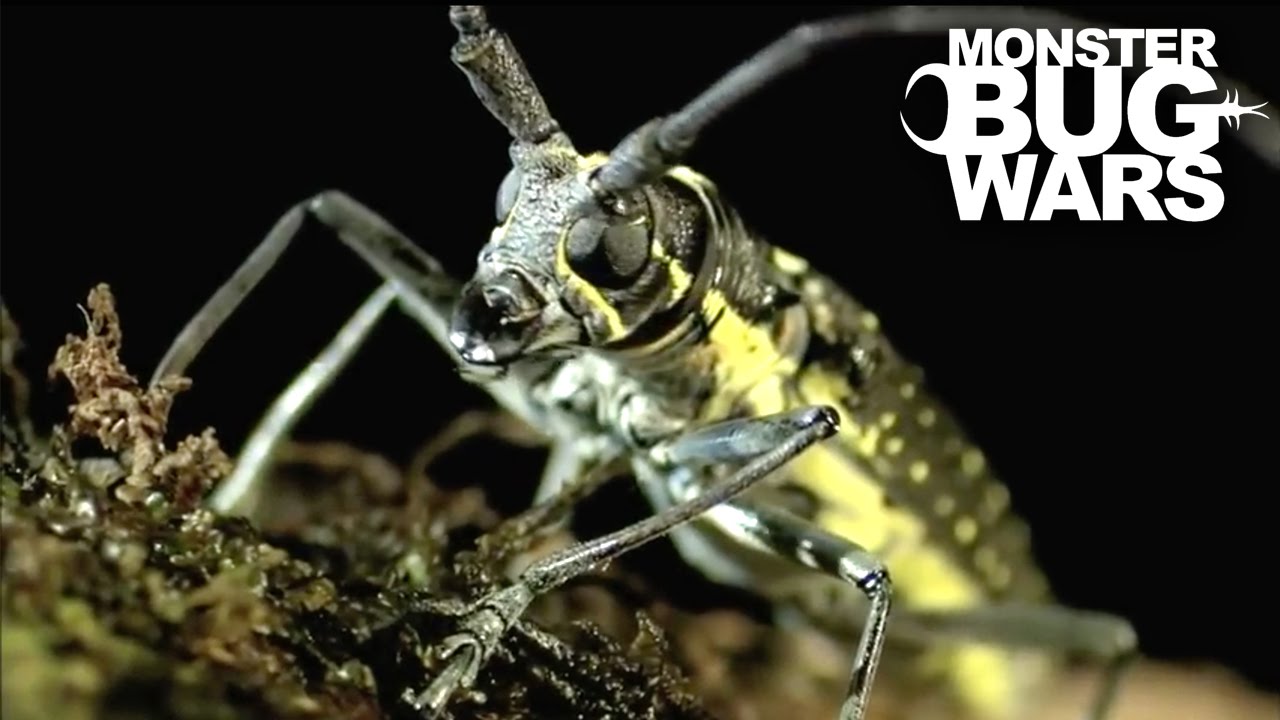 Longicorn Beetle vs  Flame Bellied Orb Weaver | MONSTER BUG WARS