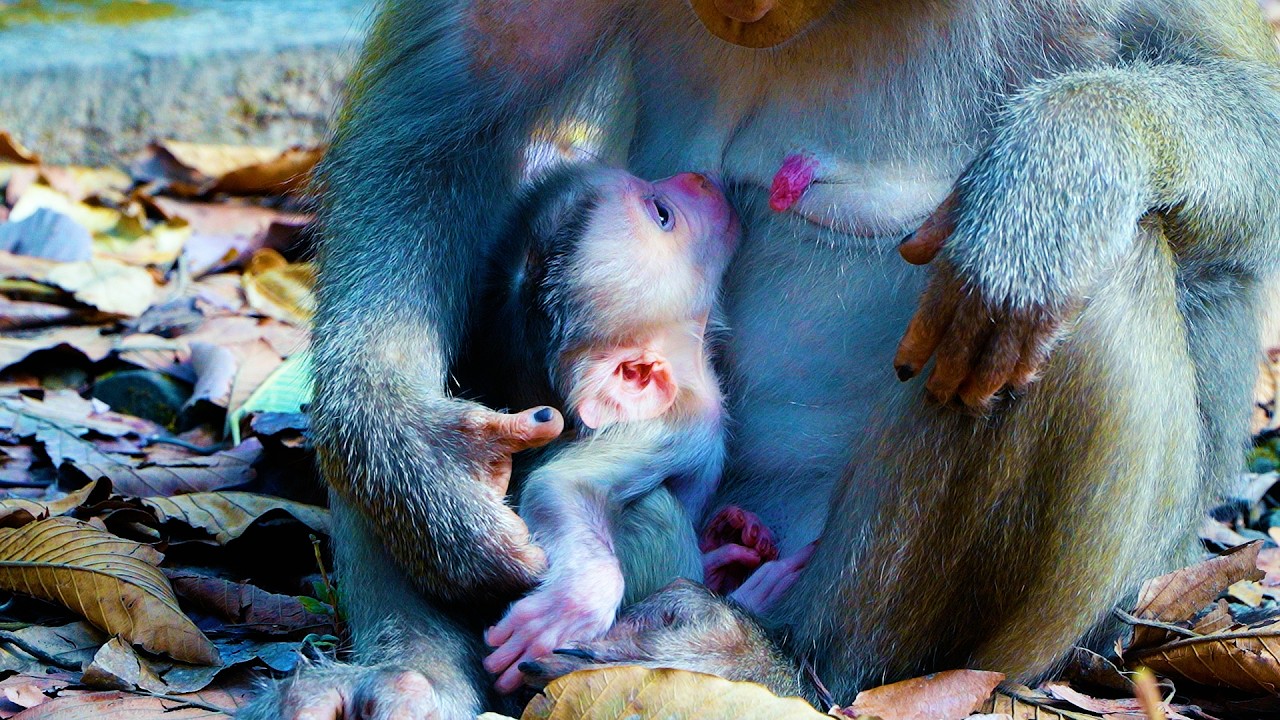 Adorable Newborn Baby With Momma Libby | Baby Look So Hungry And Mom Wanna Stop Baby Milks