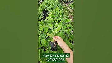 Chuối xiêm lùn cấy mô HF| liên hệ 0937522908