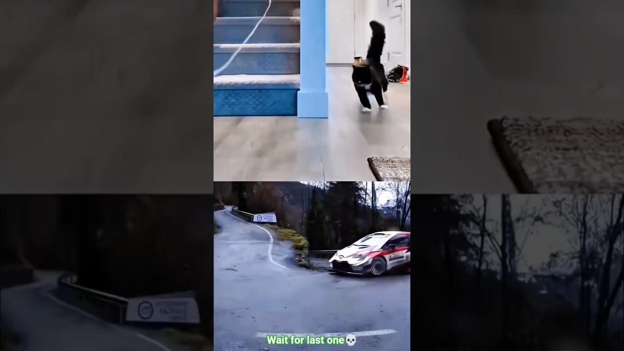 Cat Drifting 💀☠️ #cat #catshorts #catlovers #funnycat #cutecat