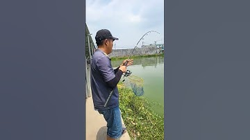 câu cá chim khủng #vanmaifishing