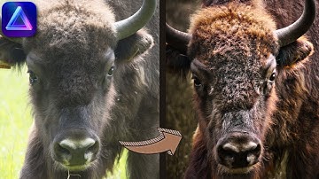 Mastering Dark and Moody Wildlife Photography in Luminar Neo