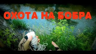 Охота на бобра. Выстрел в голову!