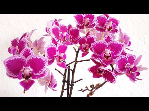 GVOS2020 - Phalaenopsis 'Chia E Yenlin'