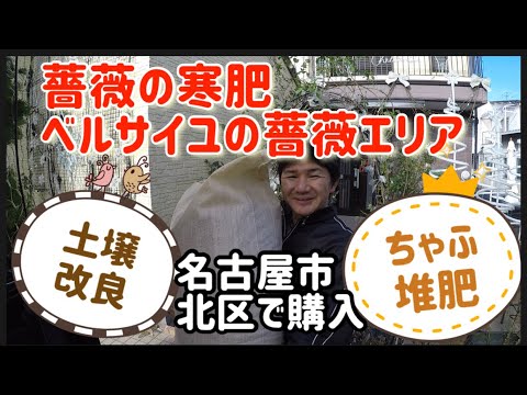 ベルサイユの薔薇エリア 寒肥にちゃふ堆肥 の巻き Youtube ベルサイユの薔薇エリア 寒肥にちゃふ堆肥 の巻き Youtube