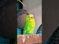 Beautiful birds 😍 #budgies #birds #budgies