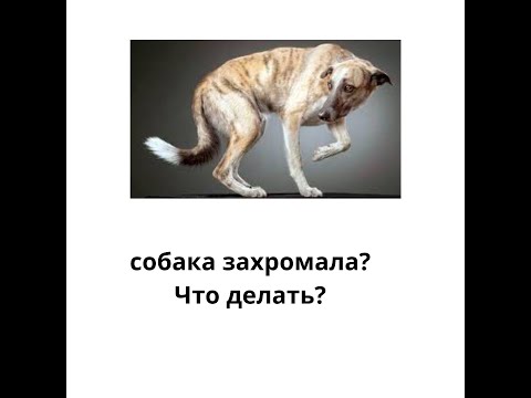 пес захромал -
