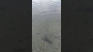 Limani Kefal Bastı.