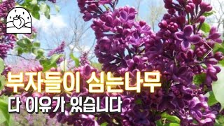 모두택배가능!! 부자들은 집안까지 곳곳을 향기롭게 그리고 정갈하게 유지합니다 신품종라일락 희소꽃나무 5월심기