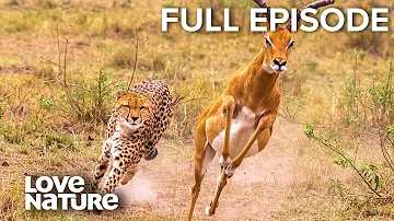 Heart-Stopping Attacks: Lions, Leopards, Cheetahs | Wild24 Ep301