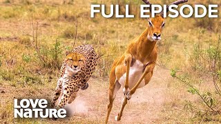 HeartStopping Attacks: Lions, Leopards, Cheetahs | Wild24 Ep301