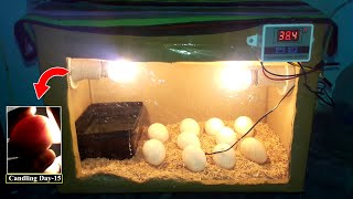 DIY Cardboard box egg incubator | DAY-15 | Candling Eggs | Birds Palace