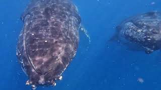 Hervey Bay Whale Swim