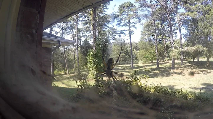 Garden Spider