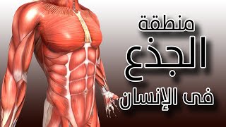 اين جذع الانسان ؟ وكم عدد الفقرات الموجودة به ؟ وكم عدد عظامه ؟