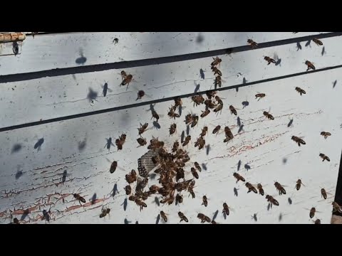 ОБЛЁТ ПЧЁЛ 🐝