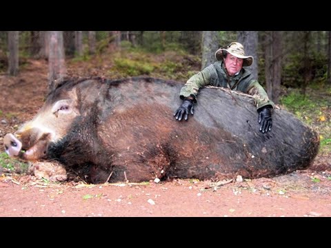 Видео: Что Происходит, Когда Дикий Кабан Скрещивается с Домашней Свиньей? Нашествие СуперСвиней Спустя 50 Л