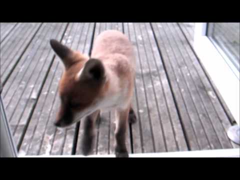 Fox Diary 2011-05-27